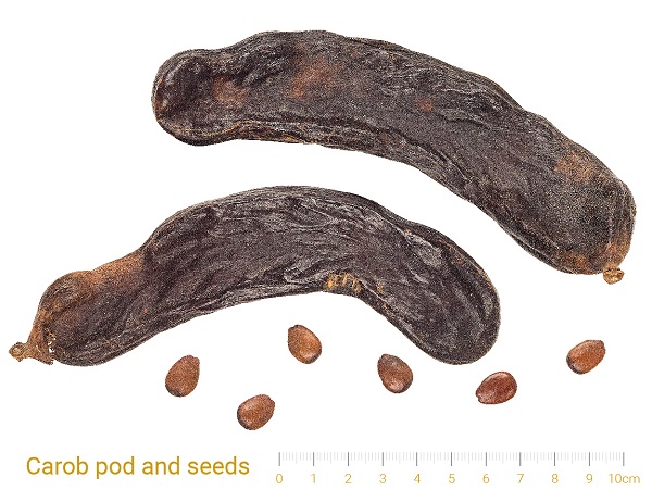 Carob seeds, however, are not all identical and vary in weight. 